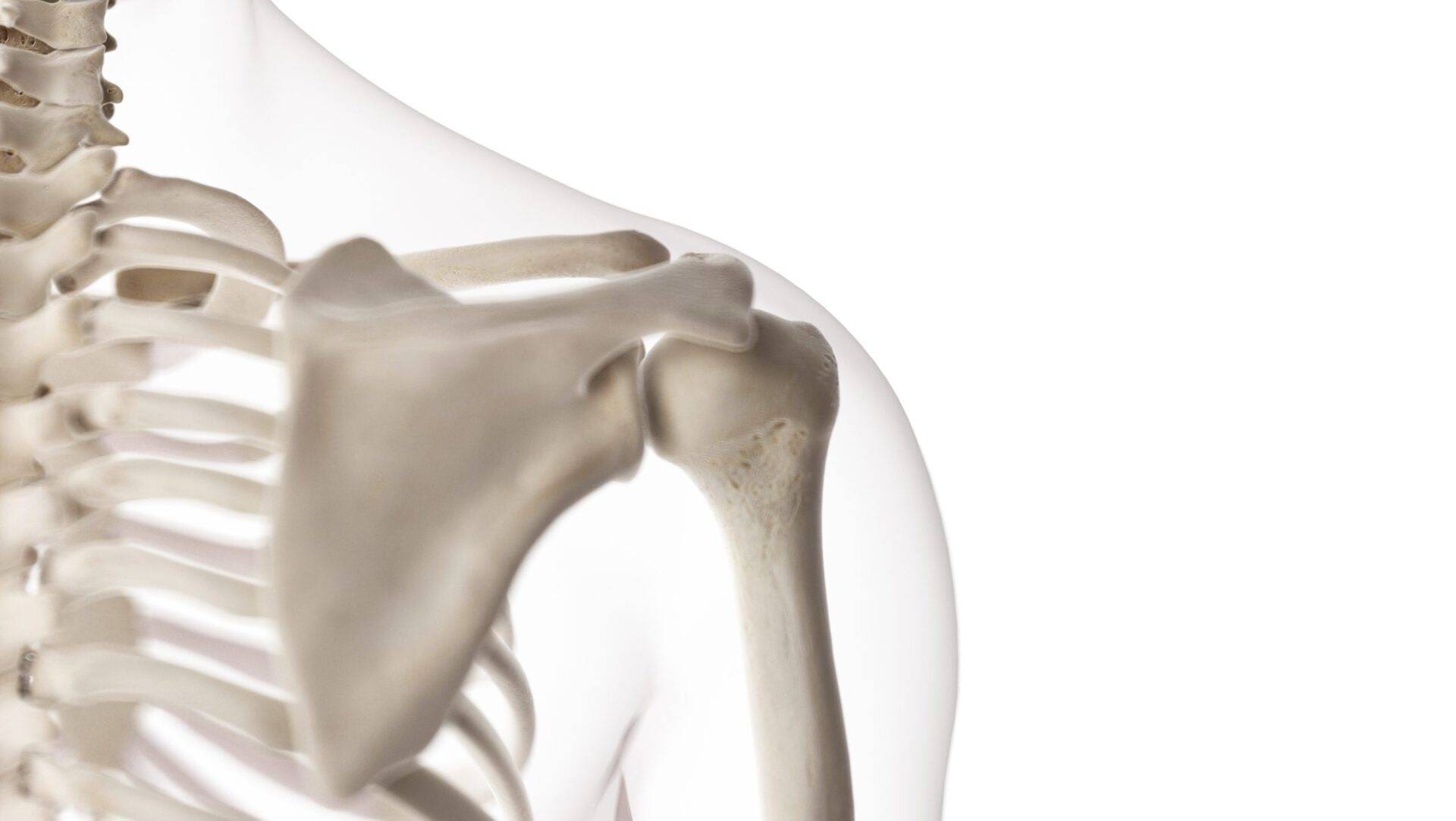 3d rendered medically accurate illustration of the shoulder joint