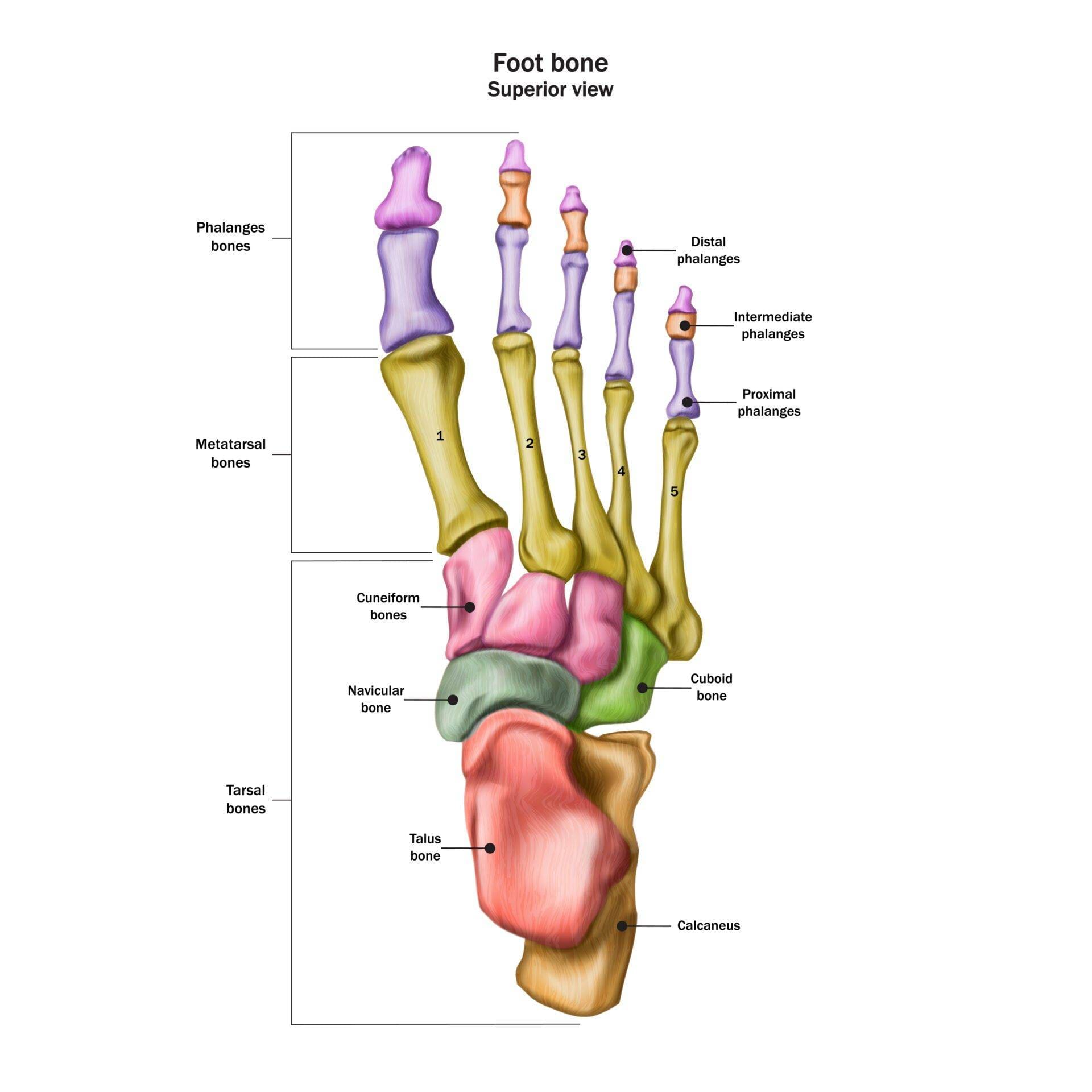 Bones of the human foot with the name and description of all sit