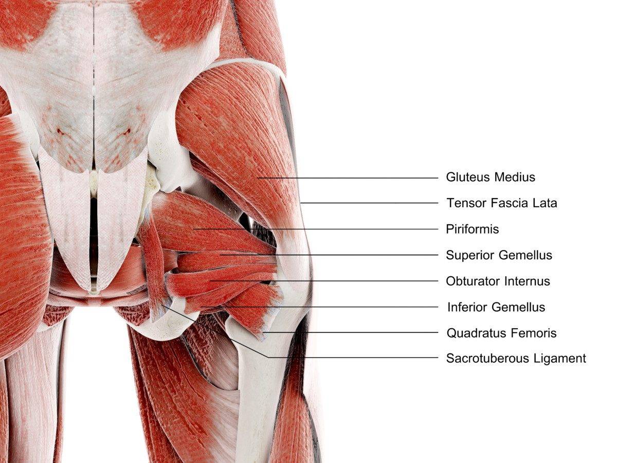 3d rendered illustration of the hip muscles