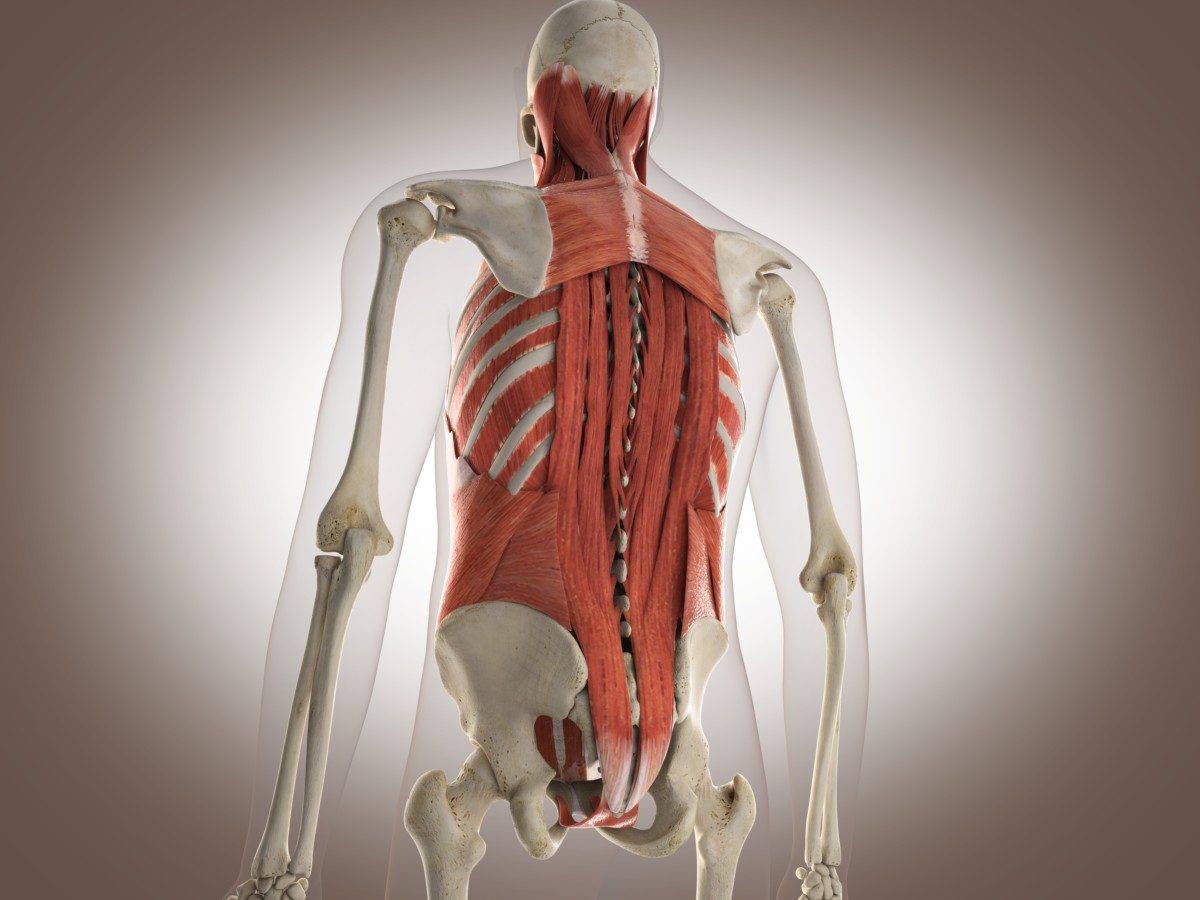 3d rendered illustration of the muscles