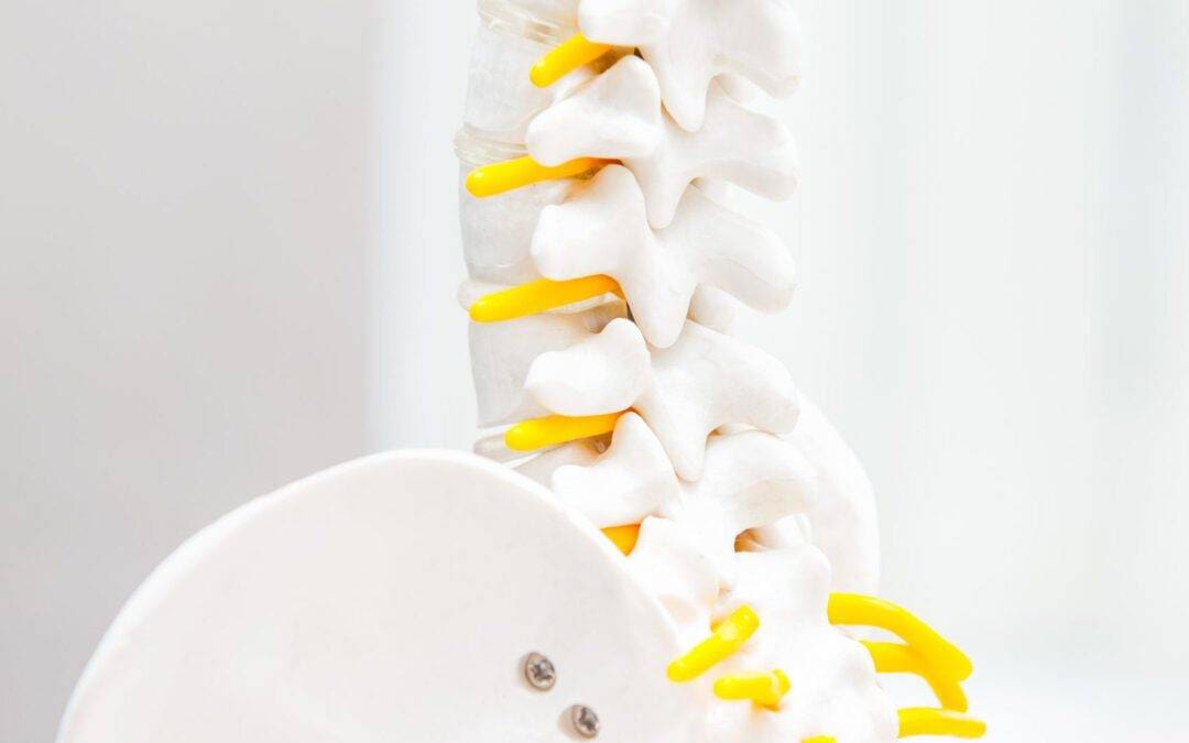 Close up human loins spine skeleton model. Medical clinic, education concept.