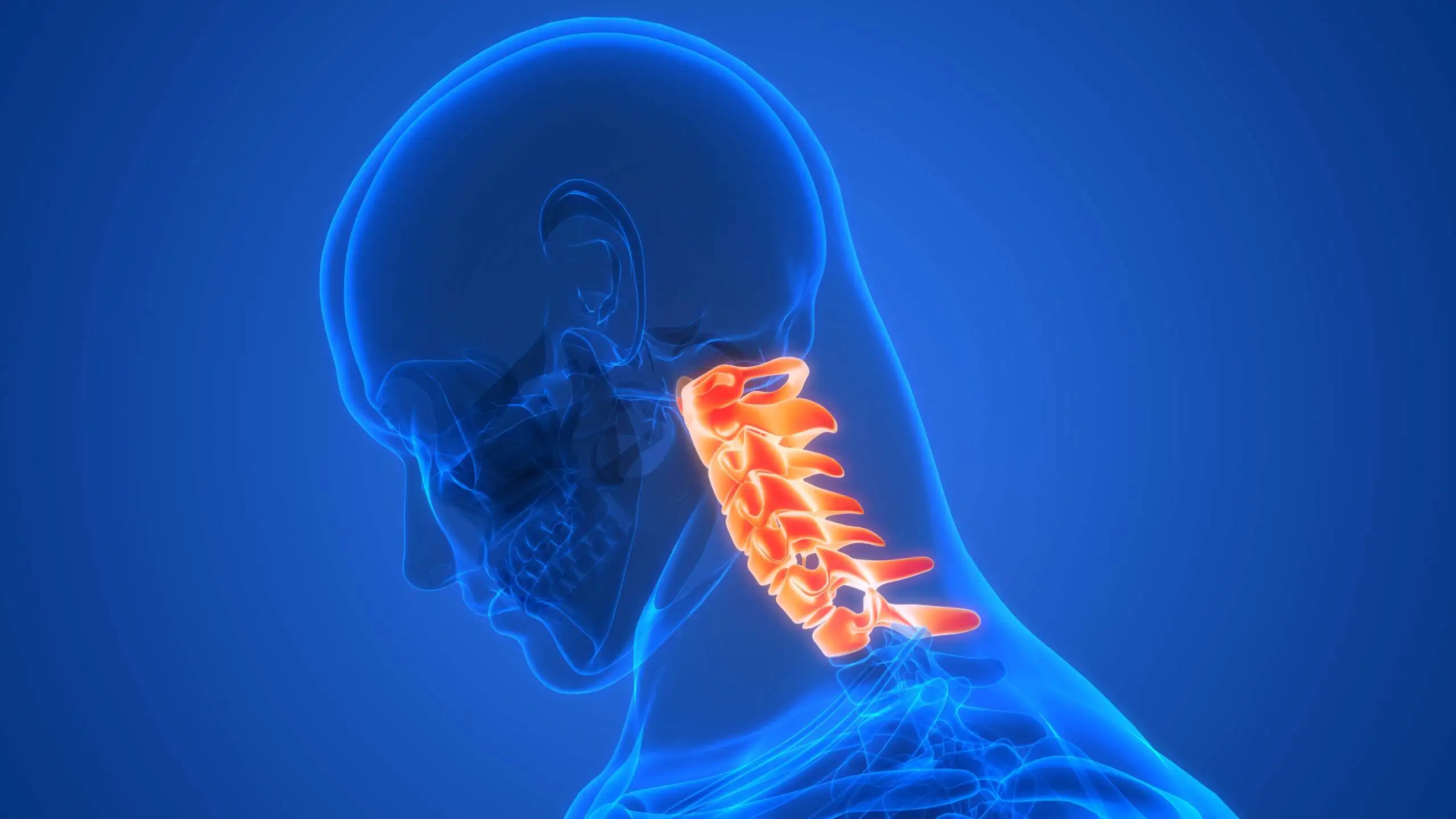 3D Illustration Concept of Spinal Cord Vertebral Column of Human Skeleton System Anatomy